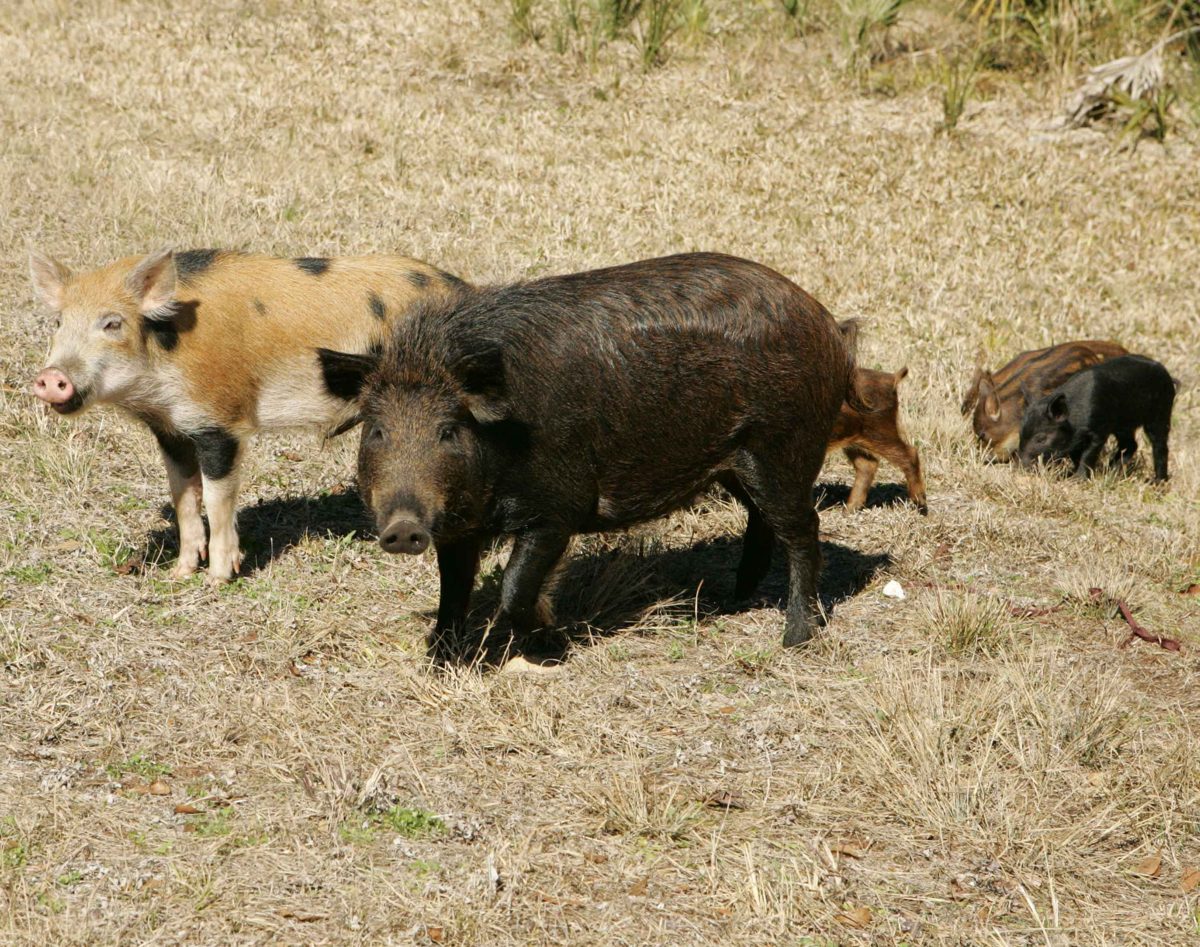 Wild Hog & Predator Control